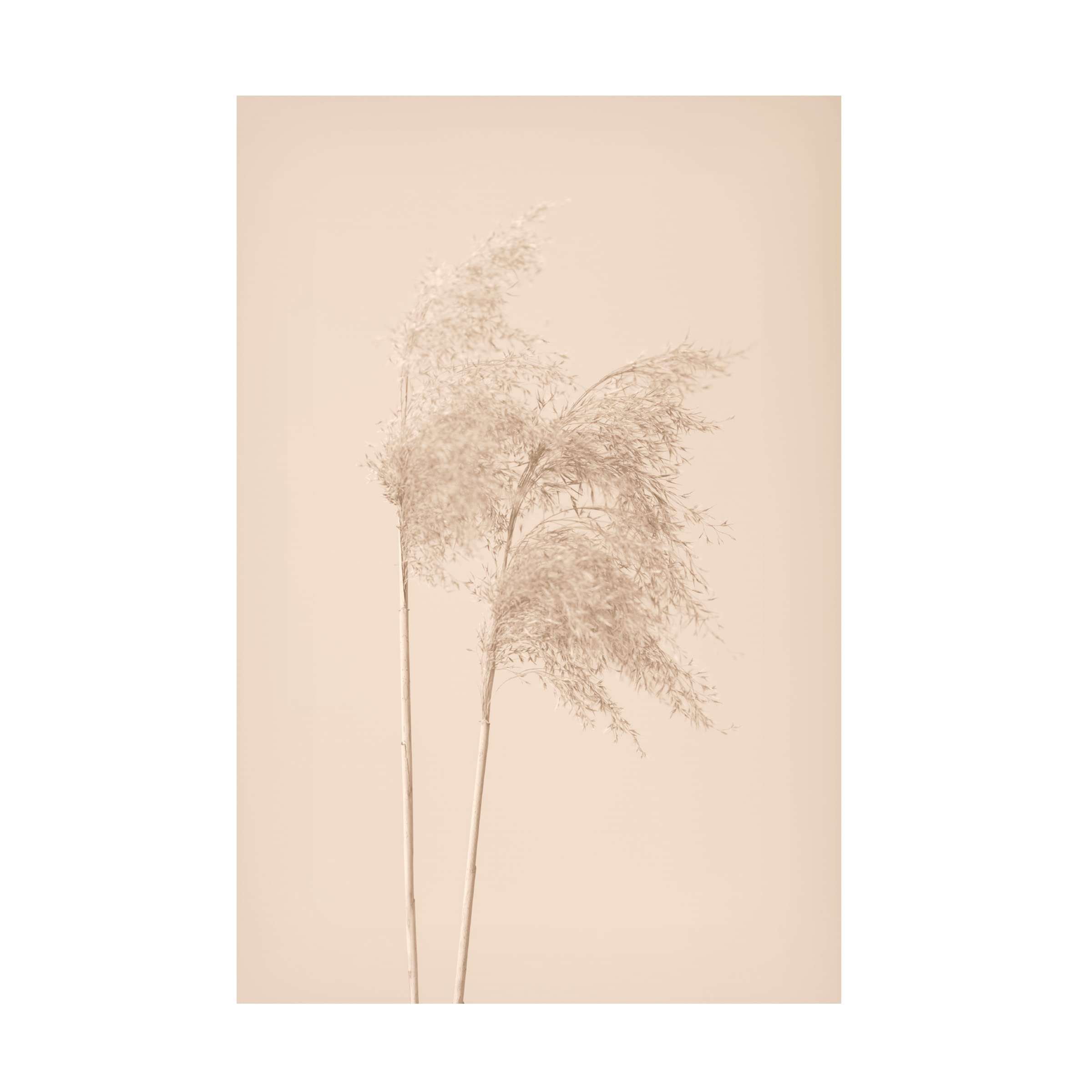 Trademark Fine Art 'Reed Grass Beige 02' Canvas Wall Art Print by 1x Studio III - Modern Nature Decor for Living Room, Bedroom & Office