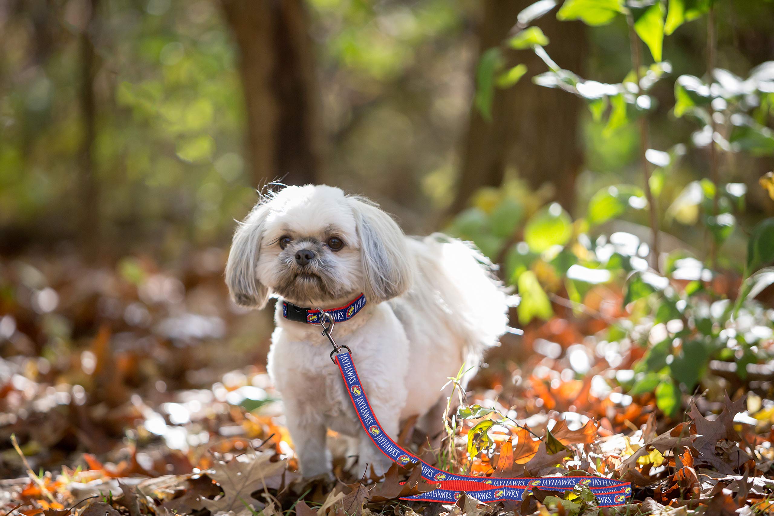Official NCAA Licensed Kansas Jayhawks Pet Leash - Colorful Reflective Dog Leash & Cat Leash for Small Pets - Perfect for Walking, Training & Outdoor Adventures