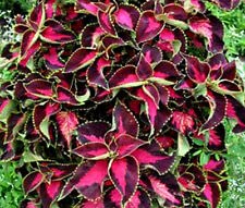Coleus Chocolate Covered Cherry Solenostemon Scutellarioides - 40 Bulk Seeds for Planting | Vibrant Foliage Plant for Gardens, Landscaping & Containers