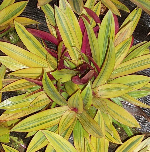 Sitara's Gold Moses in the Cradle Live Plant - Rare 4 Inch Potted Houseplant for Home Decor, Office & Indoor Gardening - Perfect for Windowsills, Desks and Gift Giving