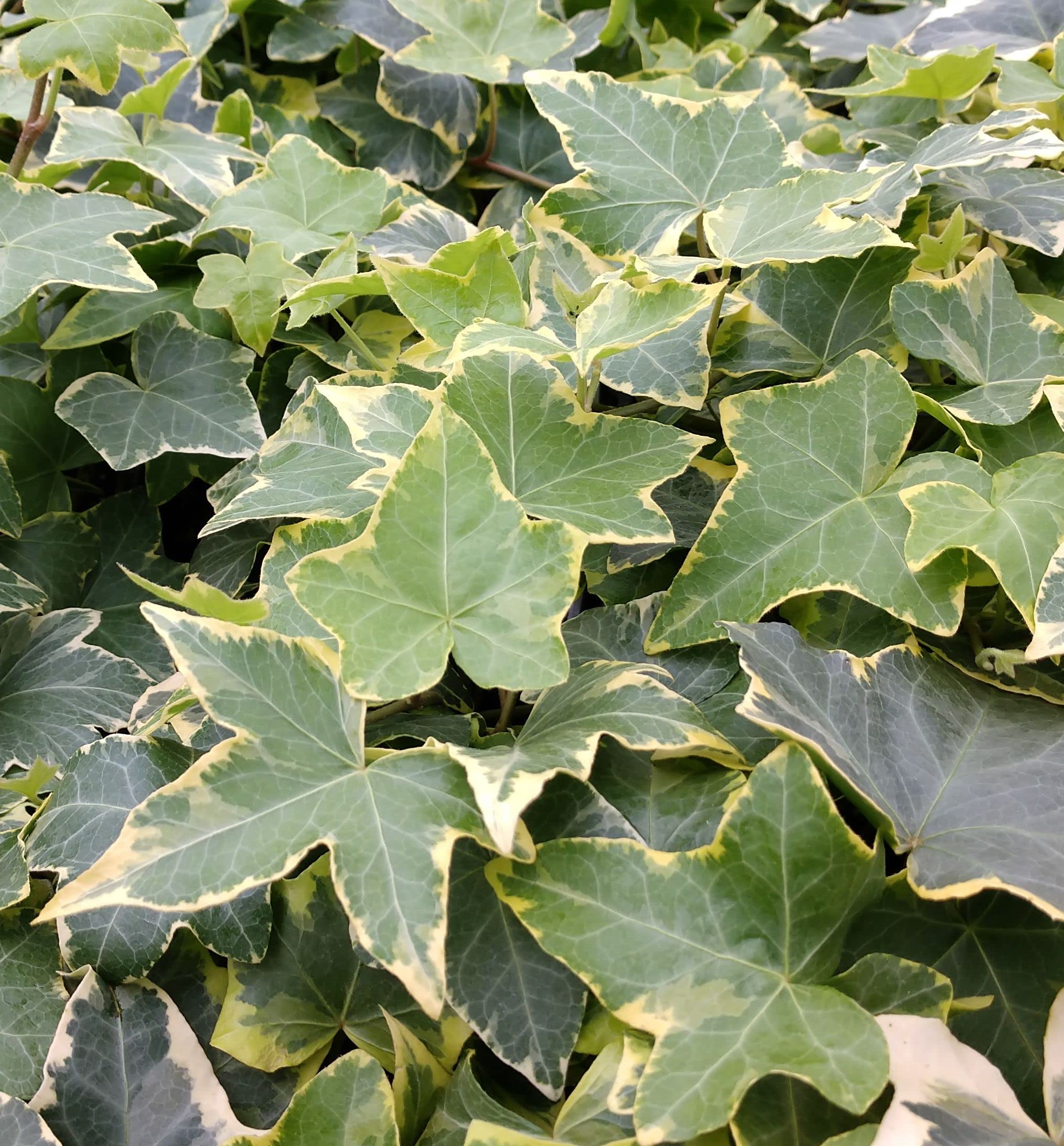 Golden English Ivy - 5 Live Plants in 6 Inch Pots - Hedera Helix - Easy Care Indoor Air Purifying Houseplant Vine for Home, Office & Garden Decor