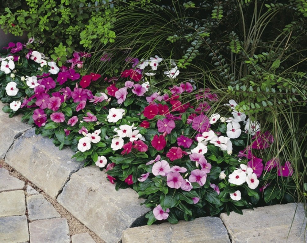 Periwinkle Madagascar Mix Flower Seeds - Pack of 20-40 Seeds for Garden Planting, Landscaping & Container Gardening