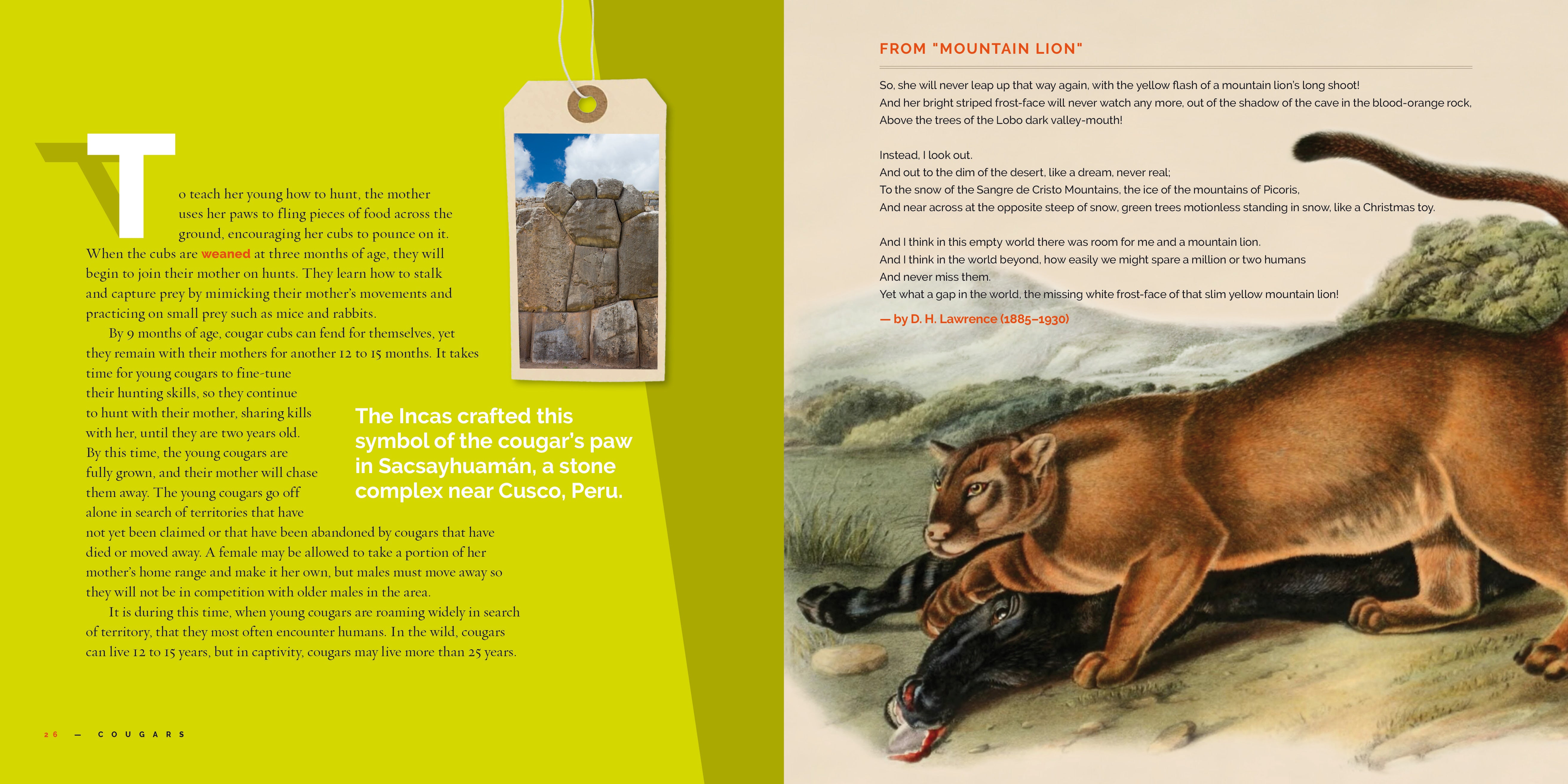 Cougars Book 9781640265981 - Wildlife Nature Guide for Outdoor Enthusiasts & Animal Lovers