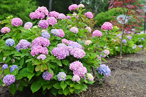 Endless Summer Mophead Hydrangea Live Plant - 1 Gallon Potted Hydrangea for Outdoor Garden & Landscaping