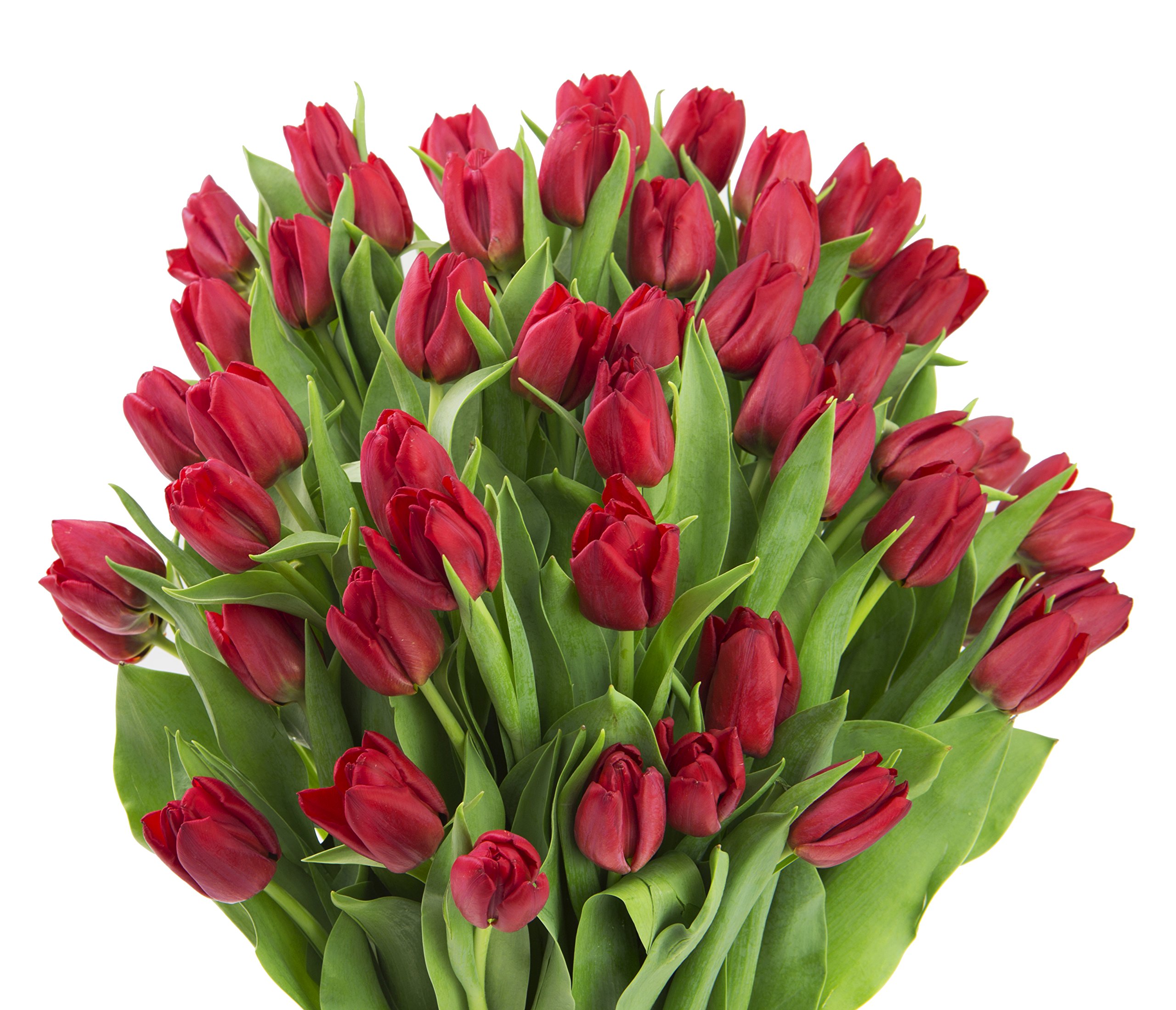 KaBloom PRIME NEXT DAY DELIVERY - 50 Fresh Red Tulips Wedding Bouquet | Birthday, Anniversary, Thank You & Mother's Day Gift | Perfect for Wedding Centerpieces, Romantic Decor & Special Occasions