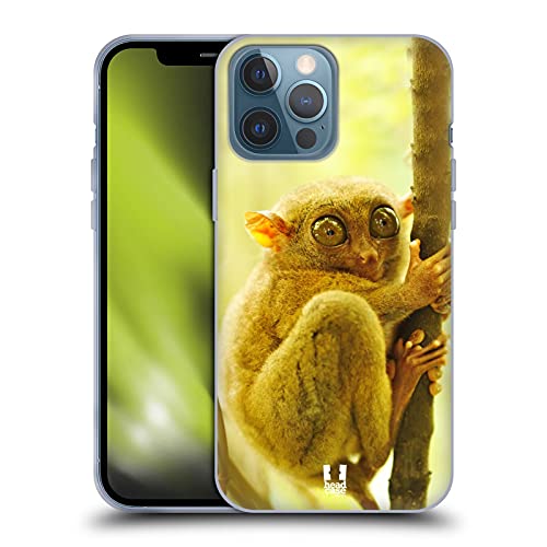 Tarsier Monkey