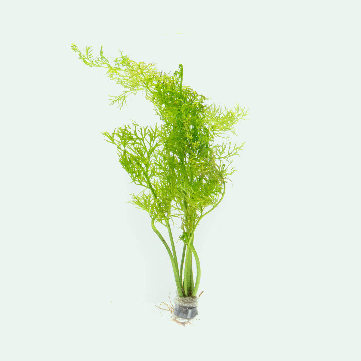 Ceratopteris Thalictroides Water Fern - Live Aquatic Plant for Aquariums & Ponds | Perfect for Fish Tanks, Shrimp Habitats & Water Gardens
