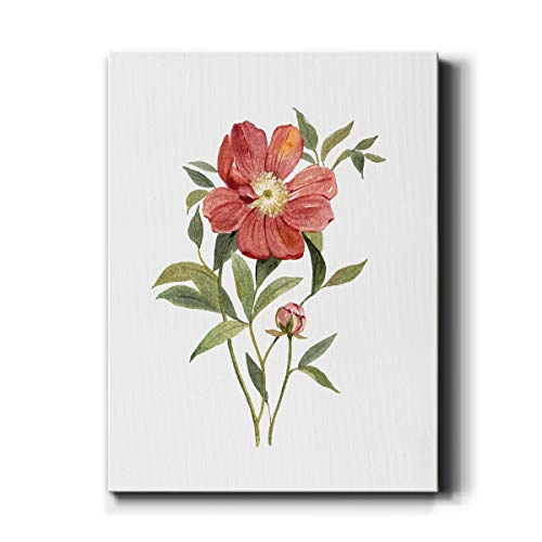 Scarlet Peony