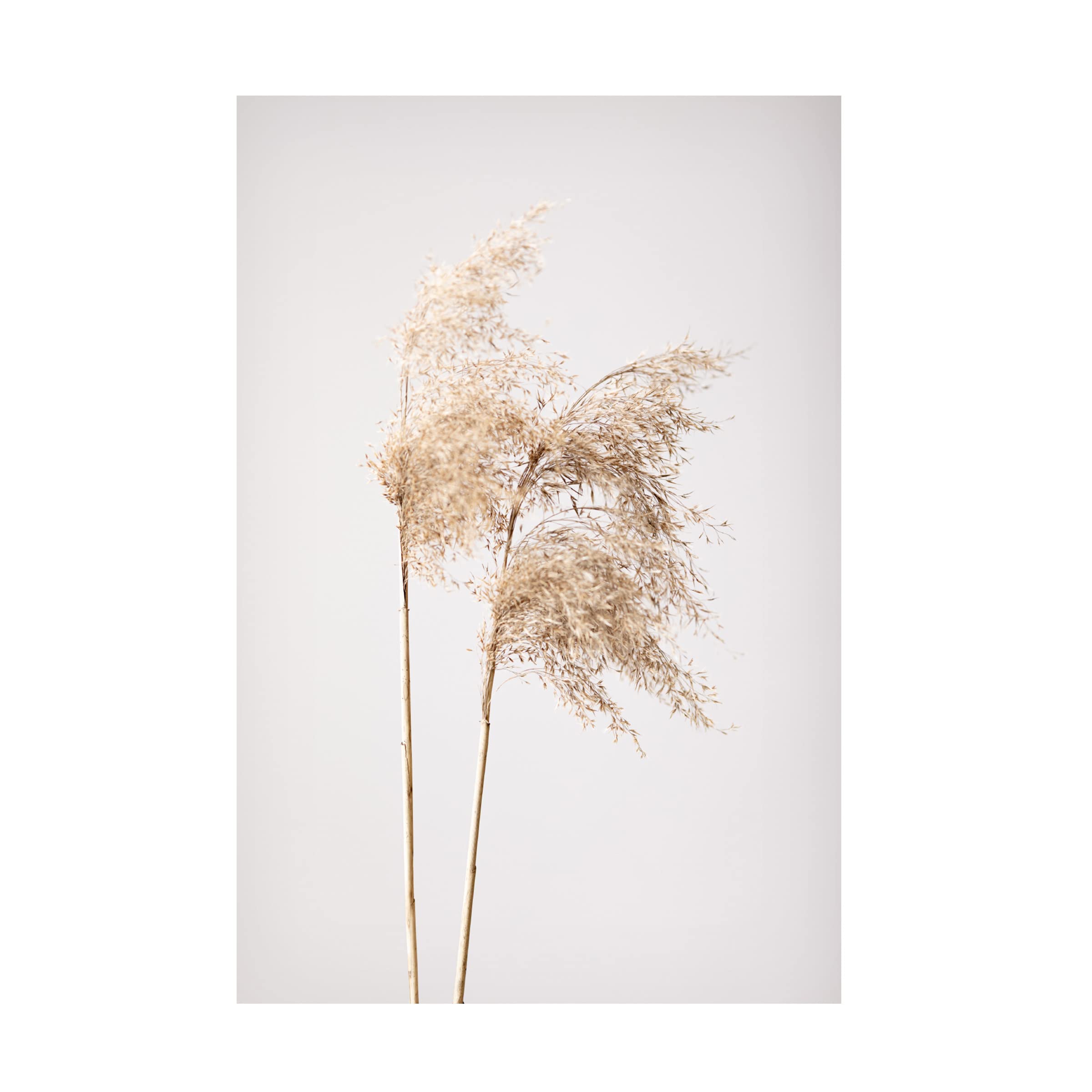 Reed Grass Grey 02 Canvas Wall Art Print - Modern Nature Landscape Painting for Home & Office Decor - Perfect for Living Room, Bedroom or Office Spaces