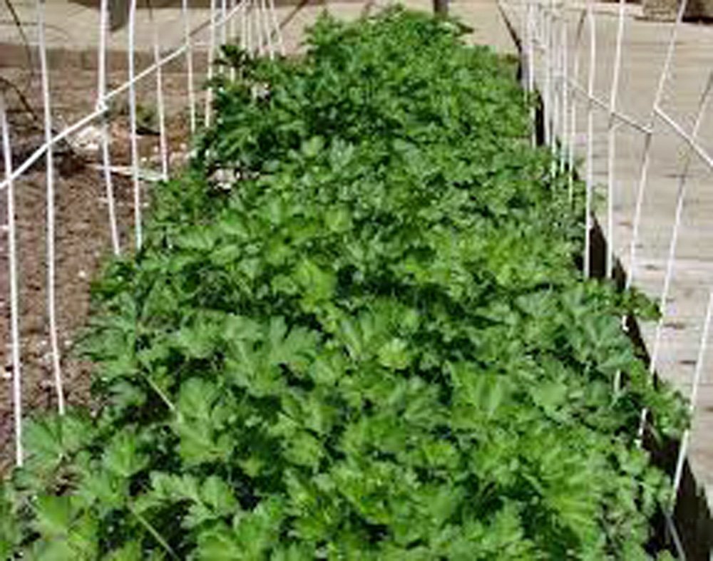 Organic Cilantro Slow Bolt Heirloom Seeds - 99+ Non-GMO Herb Seeds for Cooking, Gardening & Fresh Salsa Making - Perfect for Home Gardens, Container Planting & Culinary Use