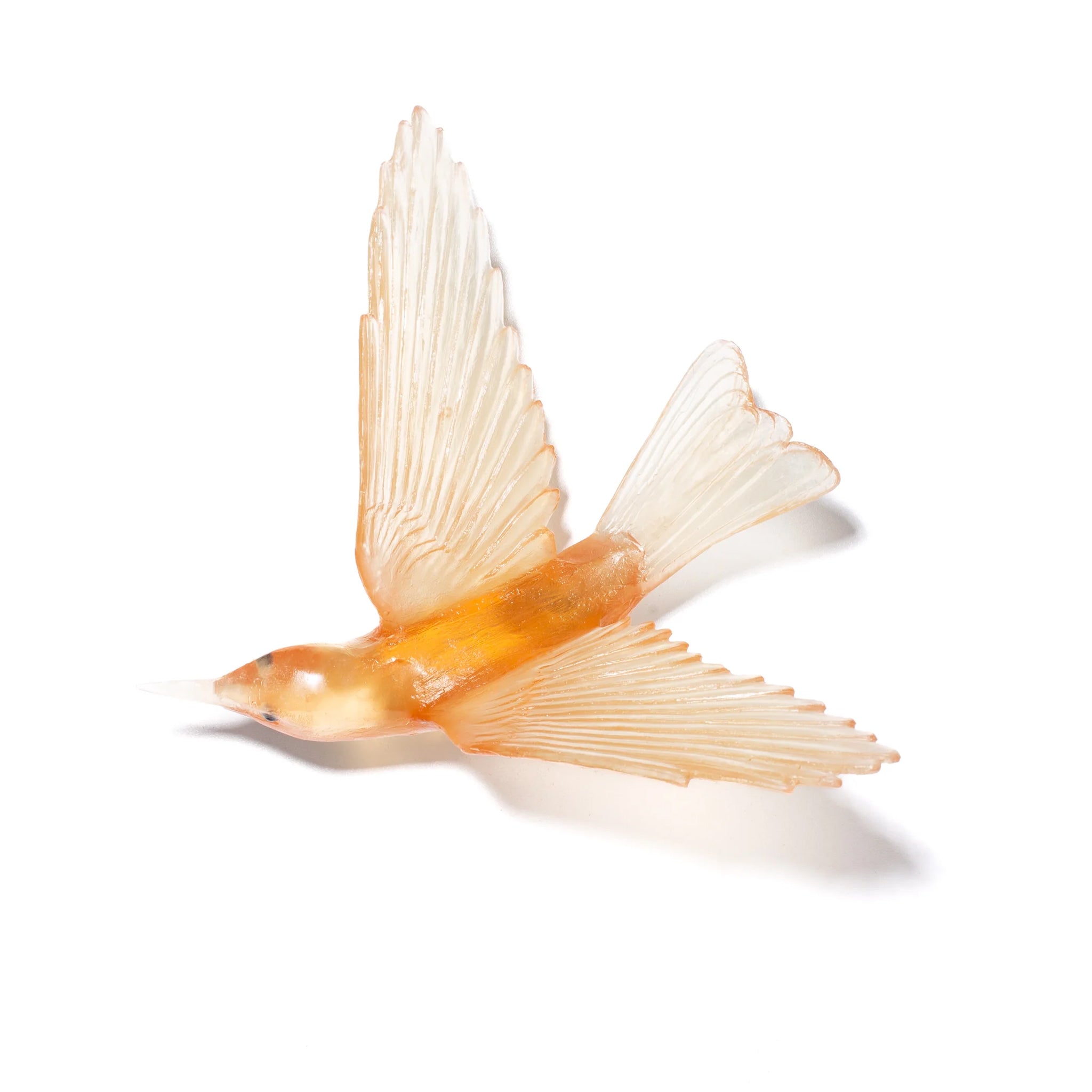 Apricot