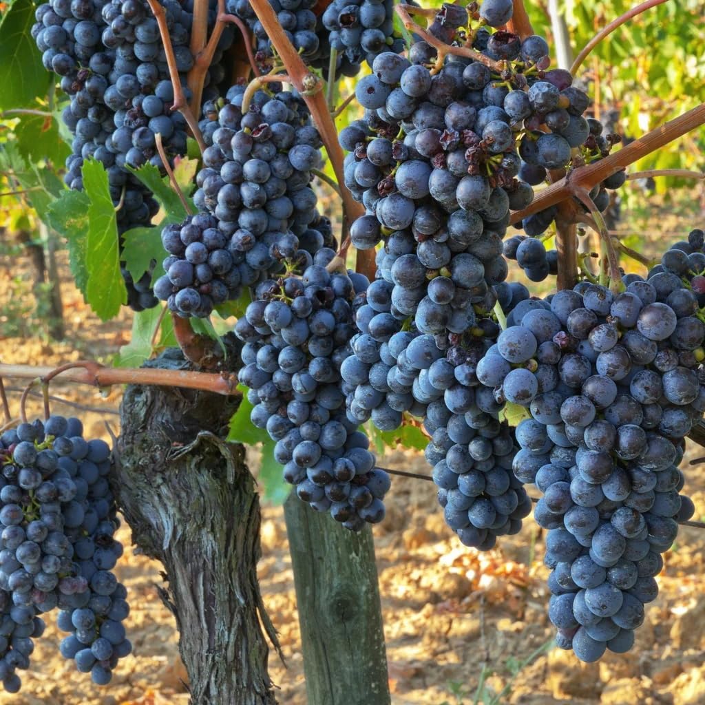 Non-GMO Mixed Fruit Seeds for Planting - 100 Grape, 100 Apple, 100 Kiwi, 100 Cherimoya, 10 Mulberry, 20 Cherry Seeds - Fresh Home Garden Seeds for DIY Planting, Backyard Orchard & Indoor Gardening