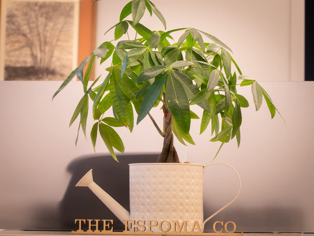 Organic Indoor Plant Food by Espoma - 8oz Concentrated Fertilizer for Pothos, Fiddle Leaf Fig, Monstera, Snake & Palm Plants - Pack of 3 - Perfect for Houseplants, Office Decor & Indoor Gardening