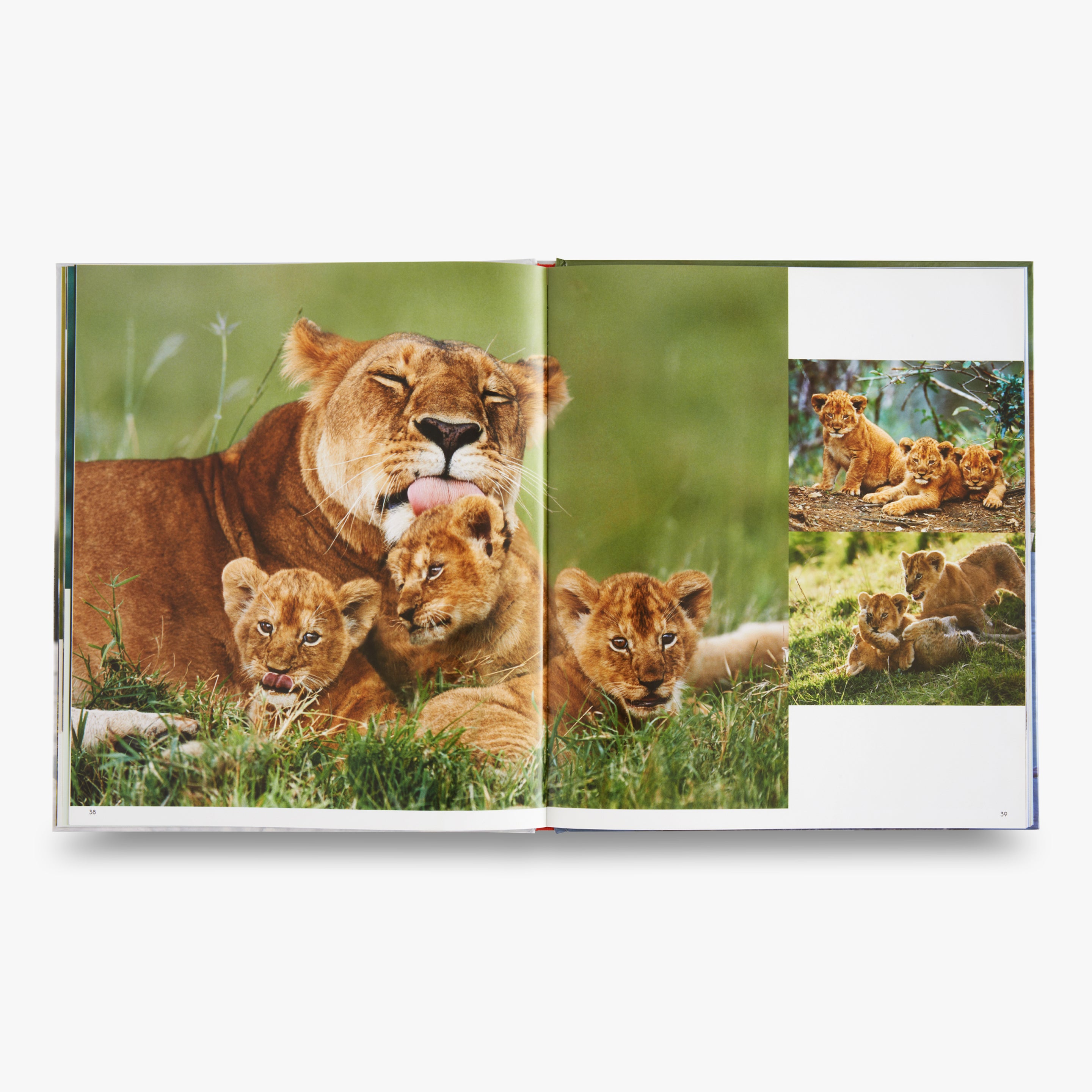 My Favorite Animal Families - Adorable Animal Parents and Babies for Kids Learning and Play | Perfect for Storytime, Gifts, and Educational Fun