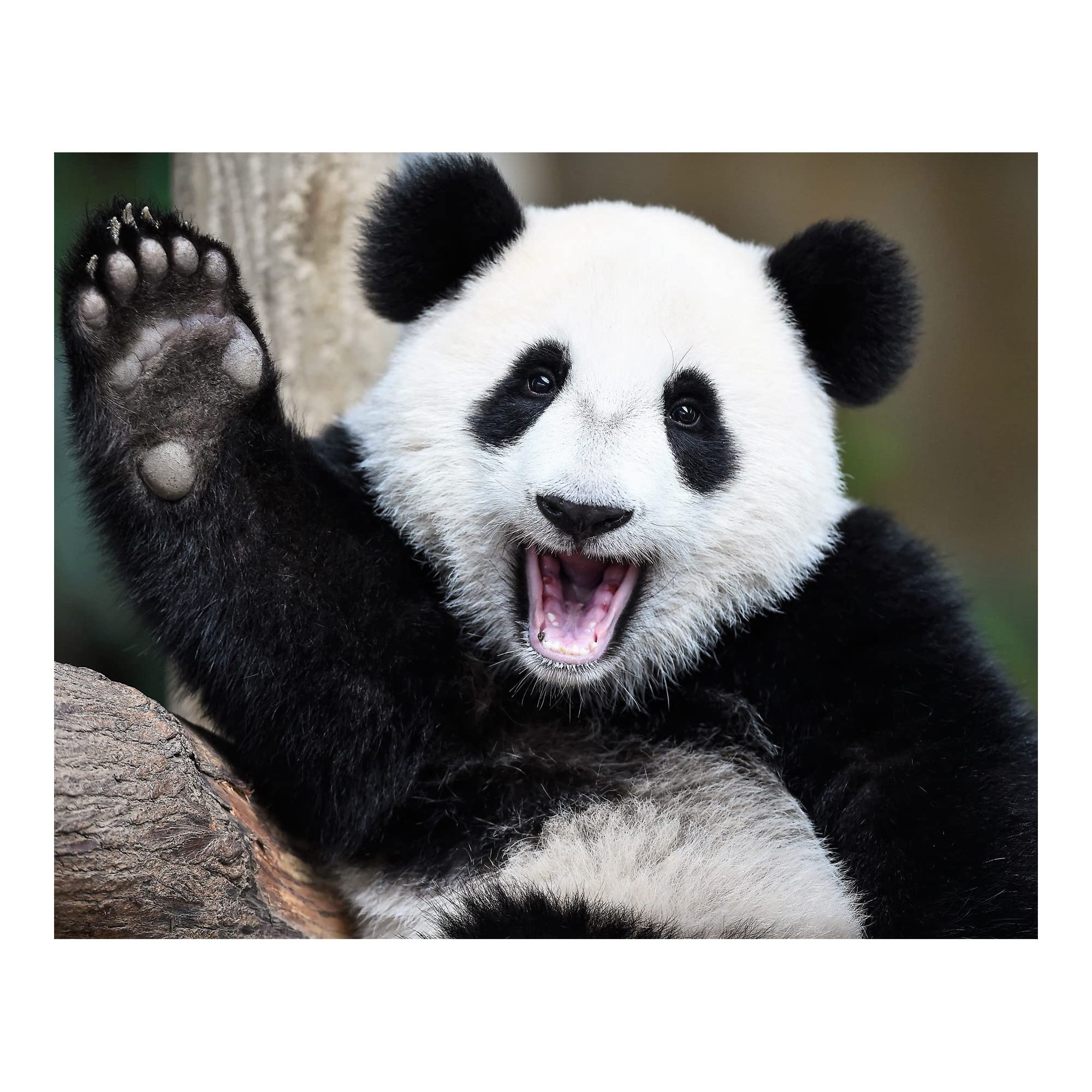 Happy Panda Waving Hi - Cute Animal Wall Art Print for Home Decor, Nursery & Kids Room | Funny Animal-Themed Photo Print | Perfect Gift for Animal Lovers | Unframed 10x8 Inches | Ideal for Living Rooms, Bedrooms & Playrooms