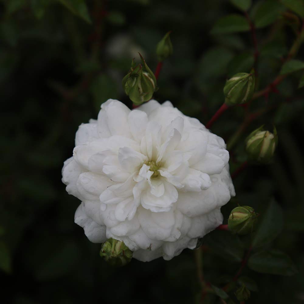 Heirloom Roses Seafoam White Rose Bush - Live Landscape Plant for Outdoor Gardens, Flower Beds & Patio Decor