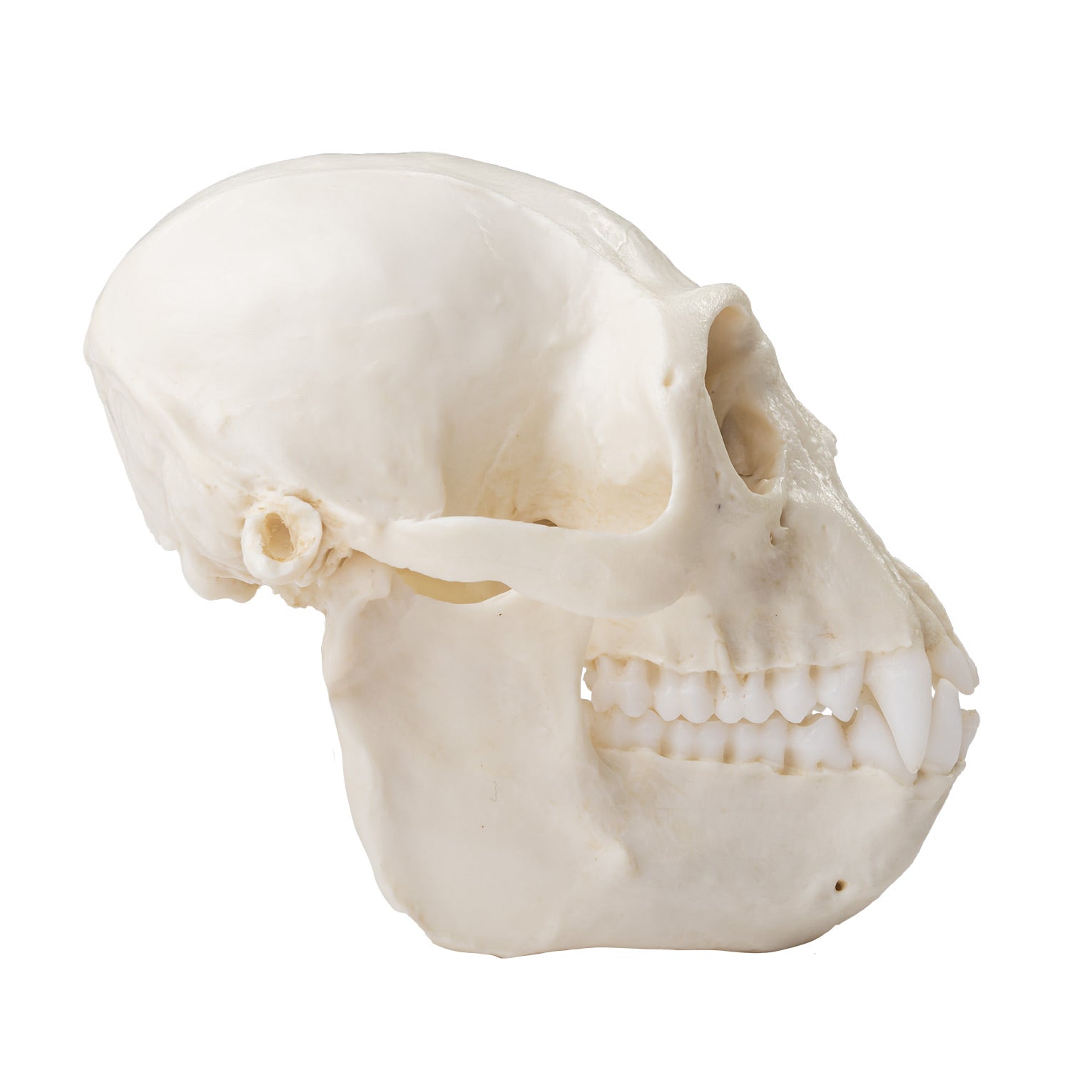 Replica Colobus Monkey Skull - Lifelike Primate Skull Model for Science Education, Home Decor & Halloween Props | Perfect for Biology Classrooms, Gothic Collections & Spooky Party Decorations