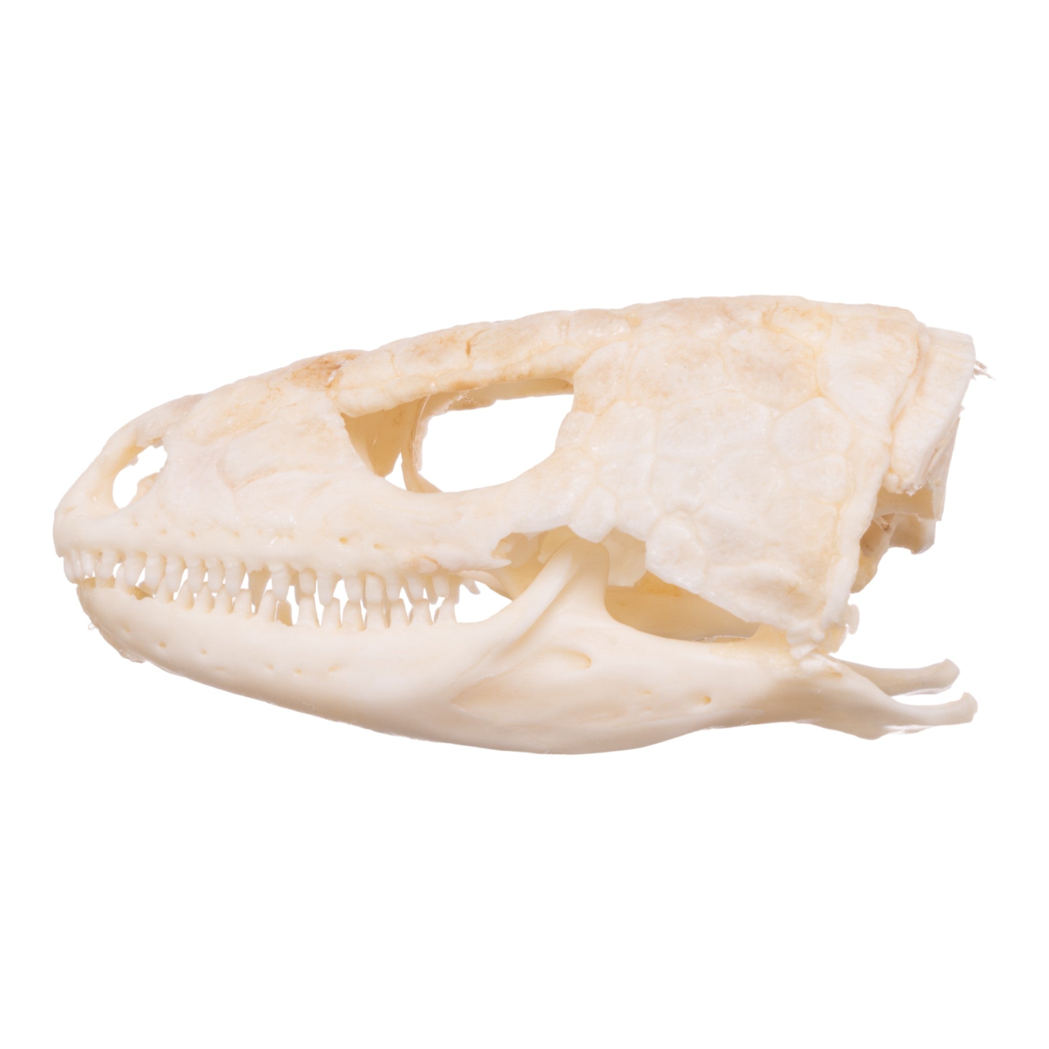 Authentic Plated Lizard Skull Specimen - Natural Reptile Bone Collectible for Home Decor, Gothic Display & Science Education