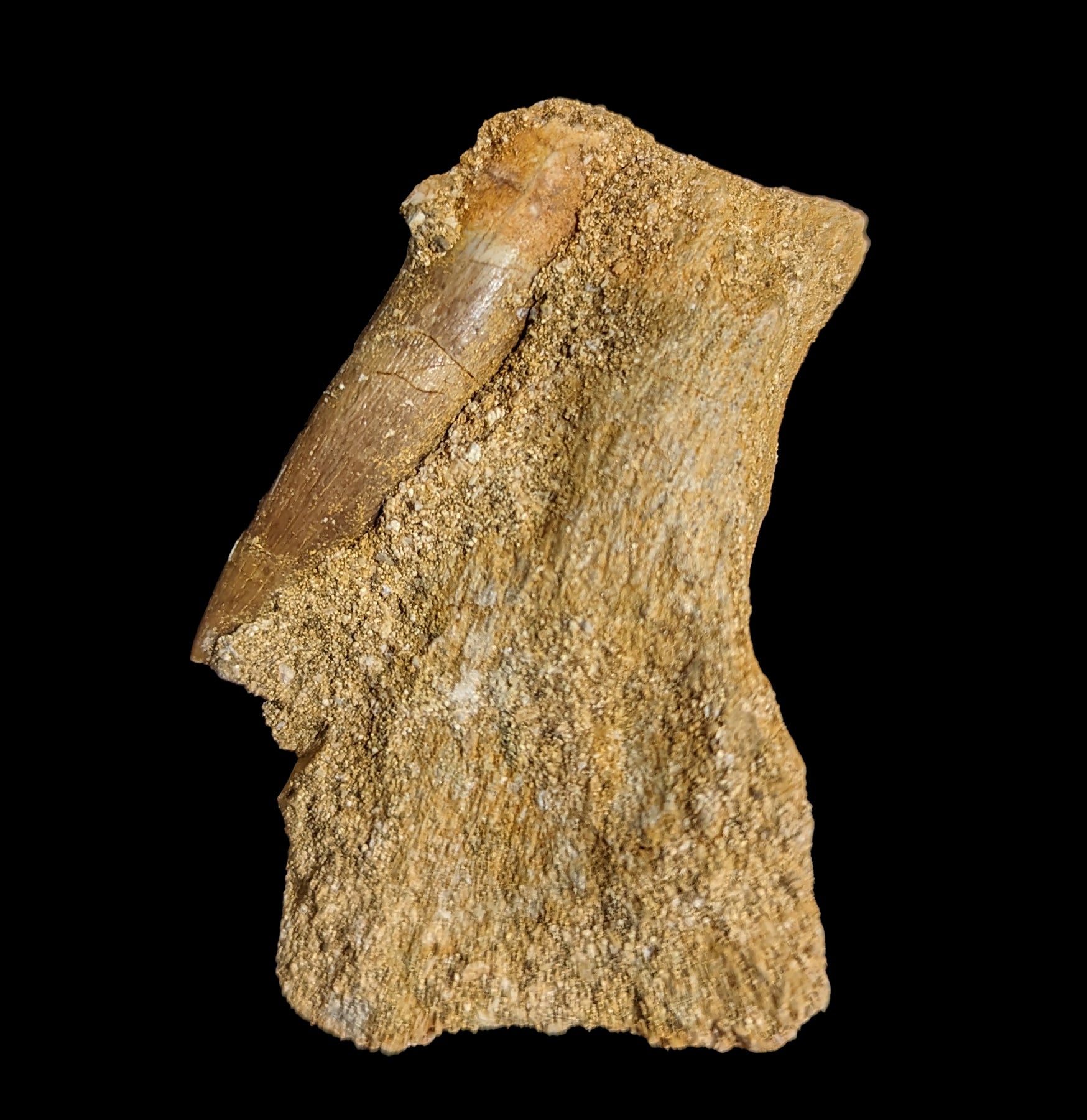 Authentic Elasmosaurus Dinosaur Tooth Fossil in Natural Matrix - Perfect for Paleontology Collectors & Dinosaur Enthusiasts - Great for Home Display, Educational Use & Gift Giving