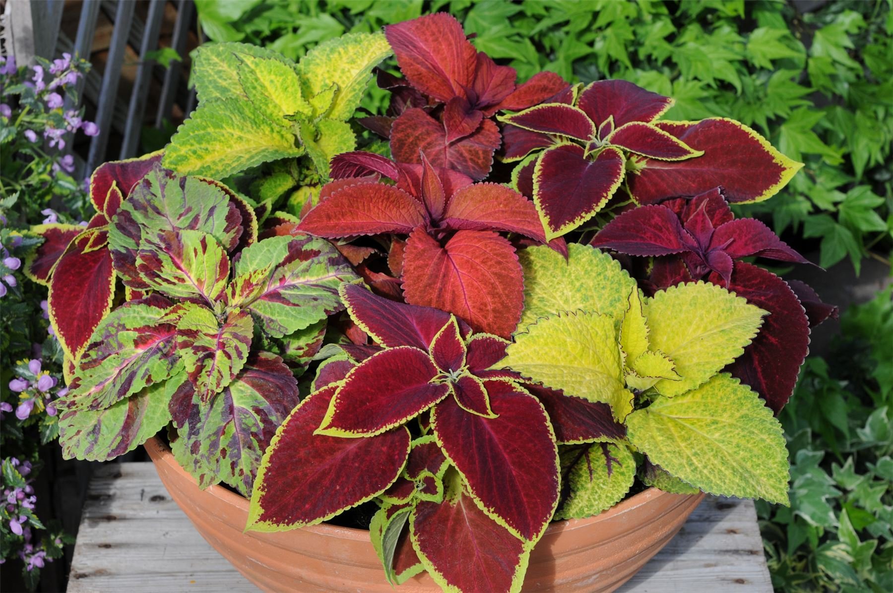 Exotic Coleus Seeds Mix - Non-GMO Annual Flower Seeds for Planting - Perfect for Gardens, Landscaping & Containers