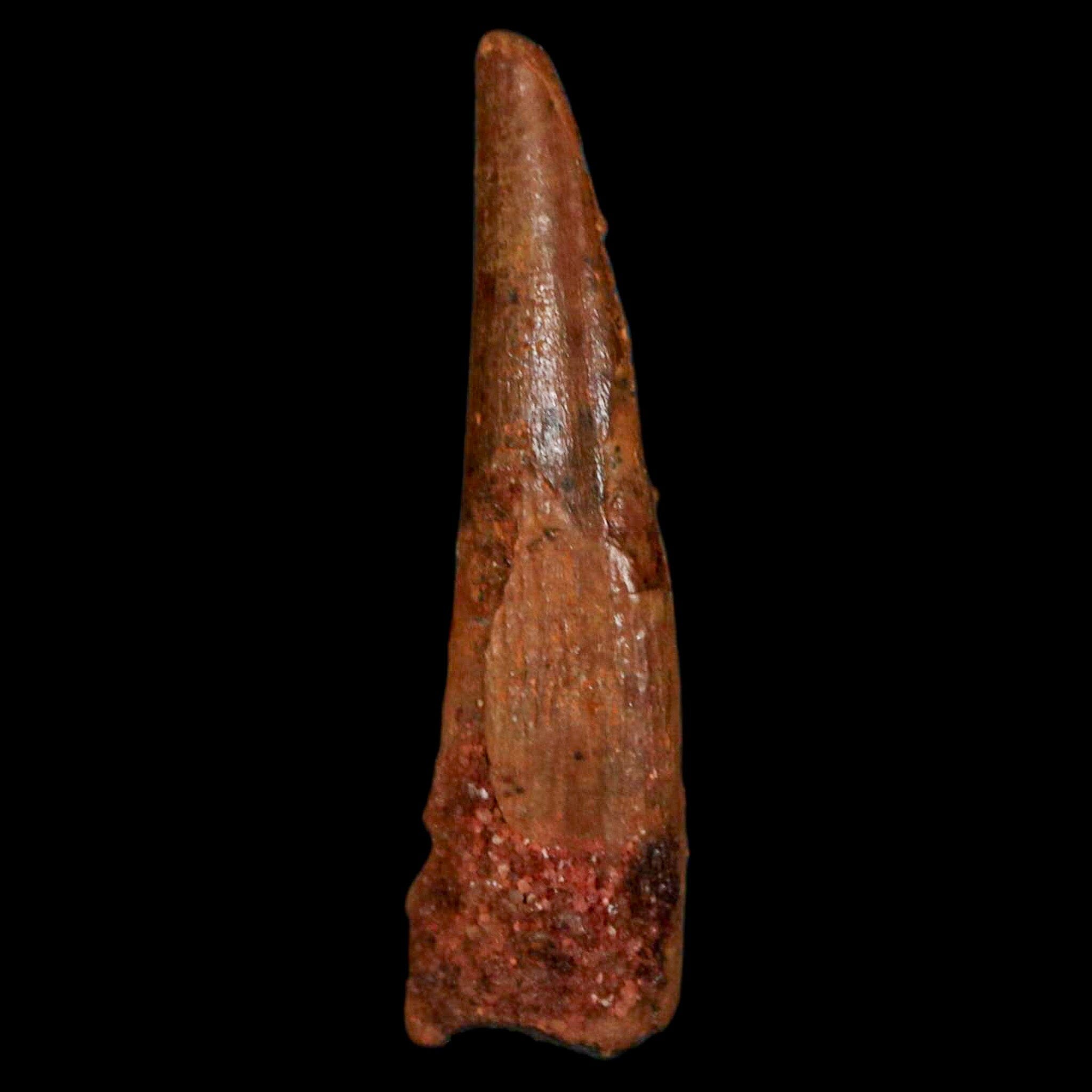 Authentic Pterosaur Coloborhynchus Fossil Tooth - Upper Cretaceous Era - Morocco Origin with COA - Rare Collectible Display Piece for Paleontology Enthusiasts & Home Decor