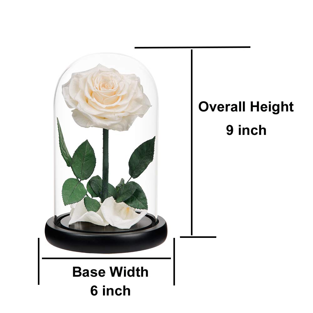 Handmade Real Preserved White Roses in Glass Dome - Never Wither Romantic Gift for Her, Mother's Day, Birthday, Anniversary - Perfect for Home Decor, Wedding Centerpieces & Special Occasions (9 inch)