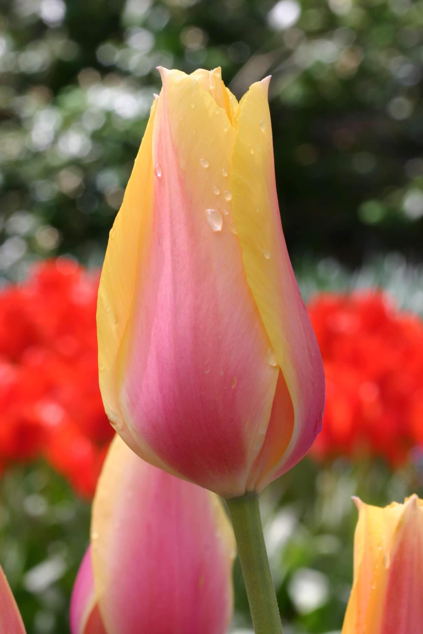 10 Blushing Beauty Single Late Tulip Bulbs - Fresh & Ready to Plant for Spring Blooms | Perfect for Garden Beds, Borders & Cut Flower Arrangements