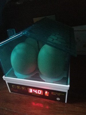 TOPCHANCES Mini Automatic Egg Incubator for 4 Chicken Eggs - Digital Temperature Control with Auto-Turning Feature (Not for Duck/Goose Eggs) | Perfect for Home Poultry Farming, Classroom Science Projects & Backyard Chicken Breeding