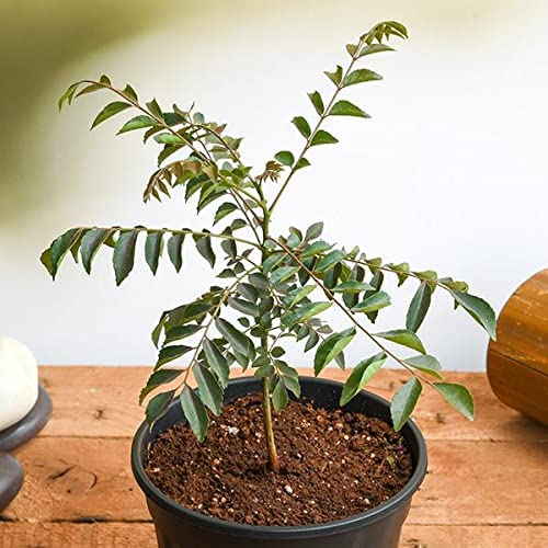 Organic Curry Leaf Plant (Murraya Koenigii) in Black Pot - Sweet Neem Herb for Cooking | Fresh Homegrown Curry Patta for Indian Cuisine, Soups & Ayurvedic Remedies | Perfect for Kitchen Gardens, Balconies & Indoor Herb Gardens