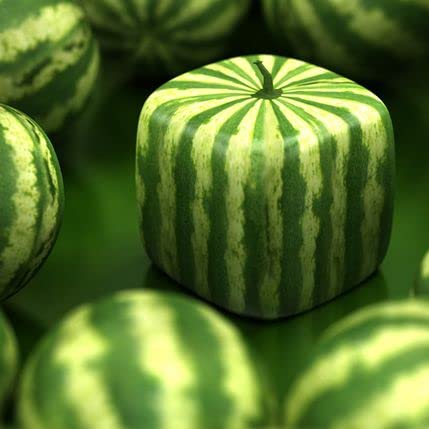 Elwyn 30pcs Geometric Square Watermelon Seeds - Unique Shaped Fruit for Home Garden Planting, DIY Projects & Gift Ideas