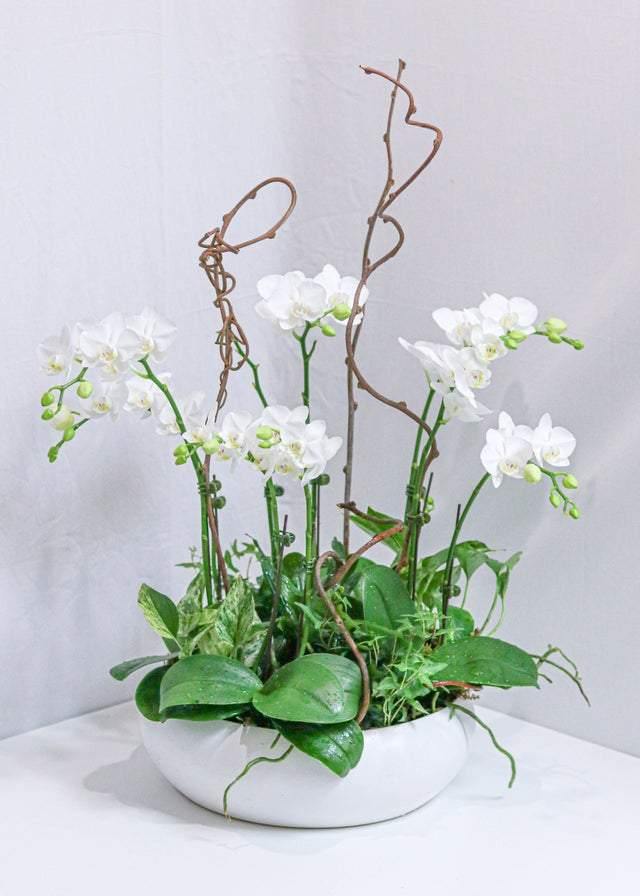Elegant Orchid Arrangement - Fresh Silk Orchid Flowers for Home & Office Decor - Perfect for Weddings, Anniversaries & Housewarming Gifts