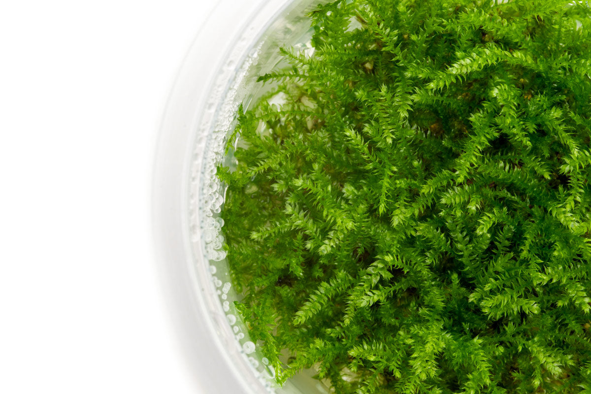 Premium Christmas Moss Tissue Culture Aquatic Plant - Ideal for Aquascaping, Nano Tanks & Shrimp Habitats