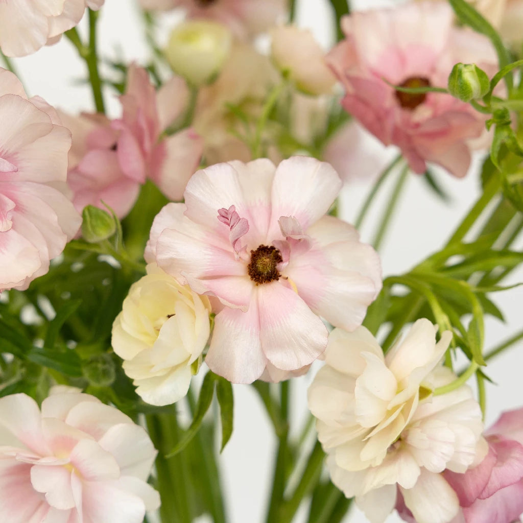 Blushing Bride Butterfly Ranunculus Flowers - Elegant Wedding Bouquet, Bridal Centerpiece & Home Decor for Romantic Occasions