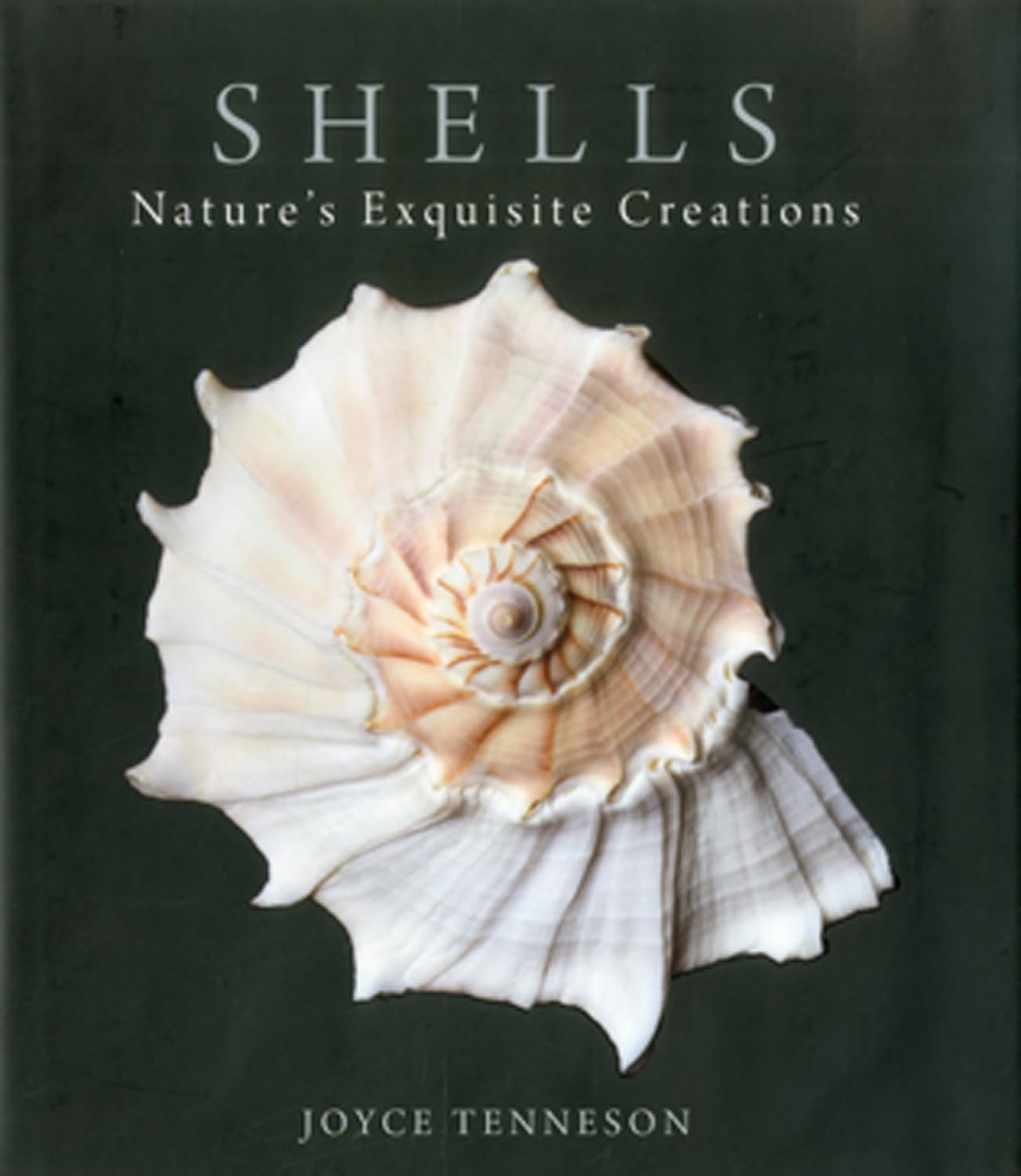 Beautiful Seashells Collection - Natural Ocean Treasures for Beach Decor, Crafts & Home Accents