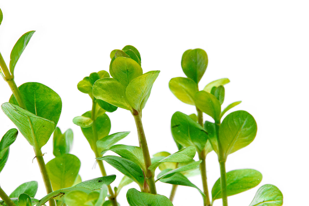 Rotala Ceylon Live Aquarium Plant - Freshwater Aquatic Stem Plant for Fish Tanks, Aquascaping & Planted Aquariums - Perfect for Shrimp Tanks, Nano Tanks & Low-Tech Setups
