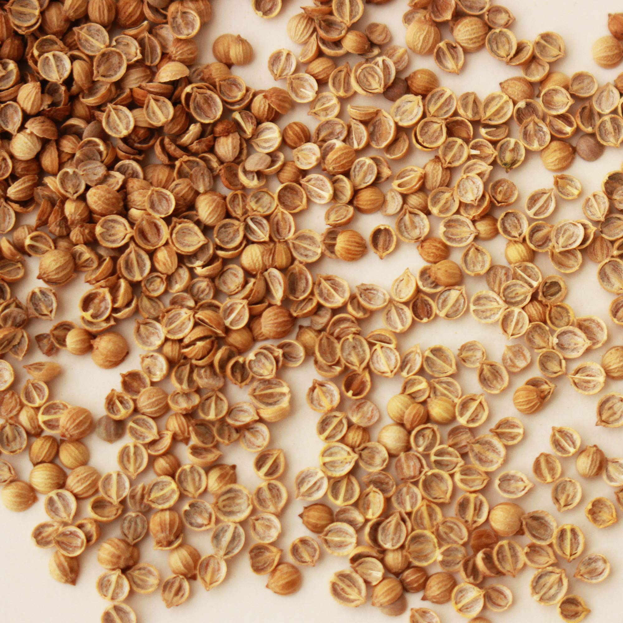 Organic Cilantro Seeds 5lb - Non-GMO Herb & Microgreens for Gardening - Cooking & Salads
