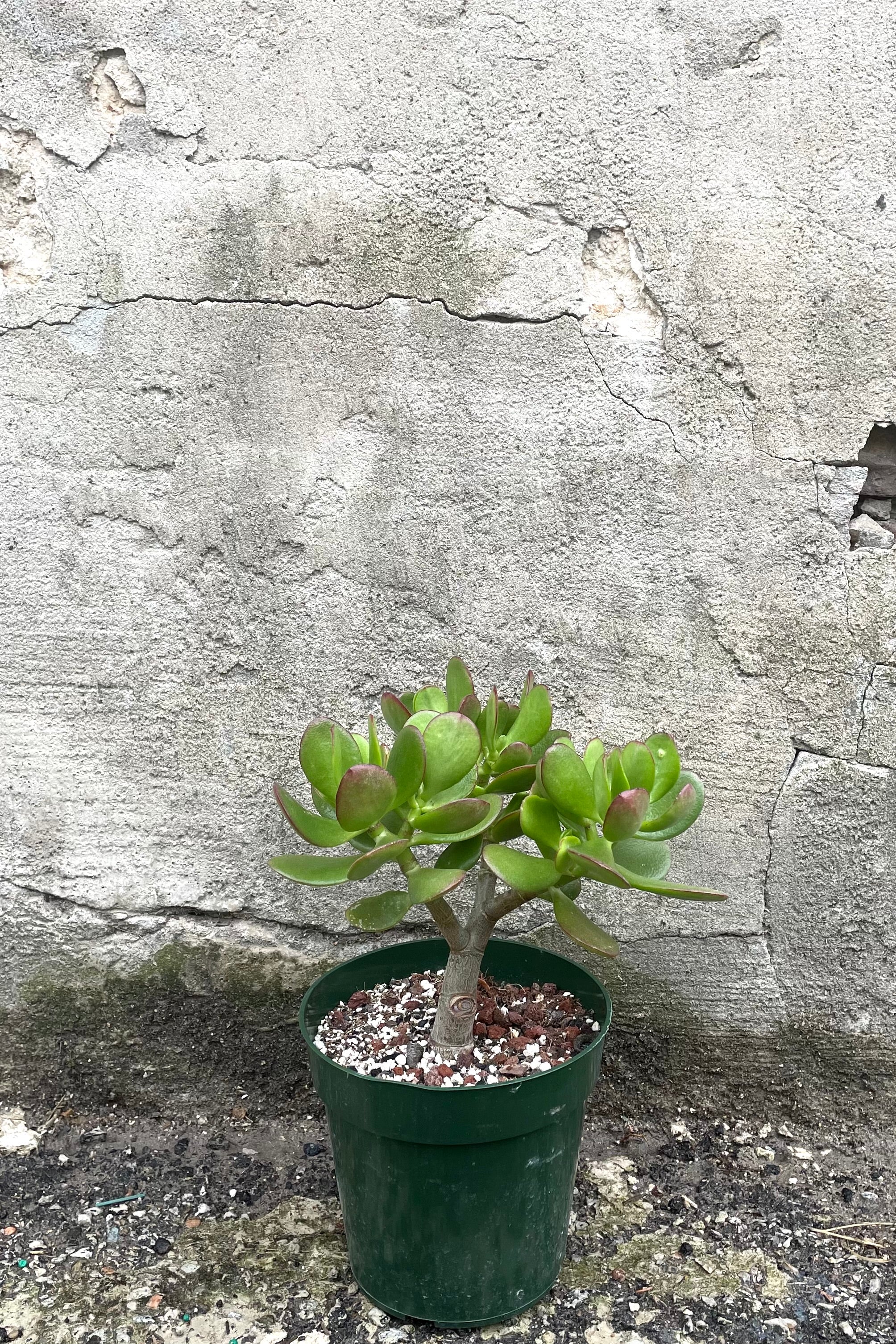 Crassula Ovata Jade Plant - 6 Inch Tree Form Succulent for Home Decor, Office Desk, and Indoor Gardening