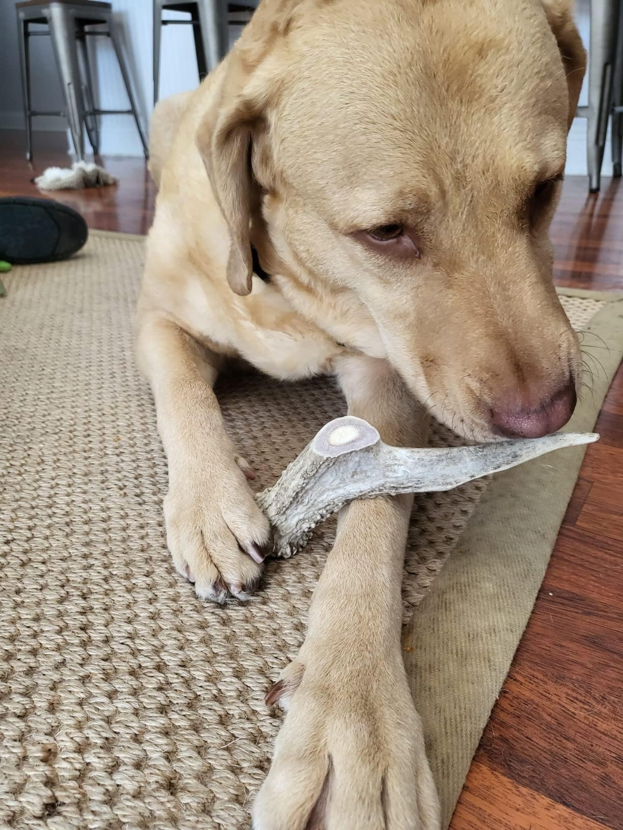 Premium Deer Antlers for Dogs - 7+ Inch Large Antler Dog Chews (2 Pack) | Made in USA | Naturally Shed Antler Bone for Large Breed Aggressive Chewers | Promotes Dental Hygiene | Long-Lasting Chew Toy for Teething, Boredom & Anxiety Relief