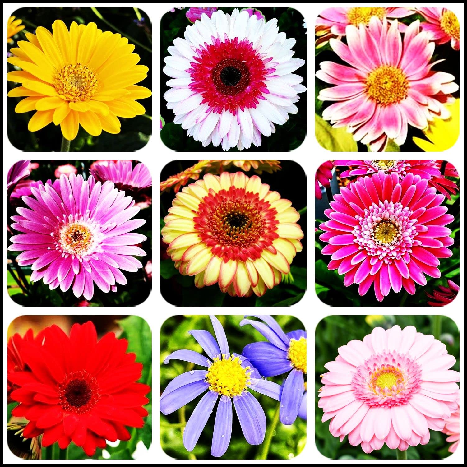 Texas Indian Blanket Wildflower Seeds - Perennial Native Flower for Butterfly Gardens, 200 Seeds - Perfect for Pollinator Gardens & Landscaping