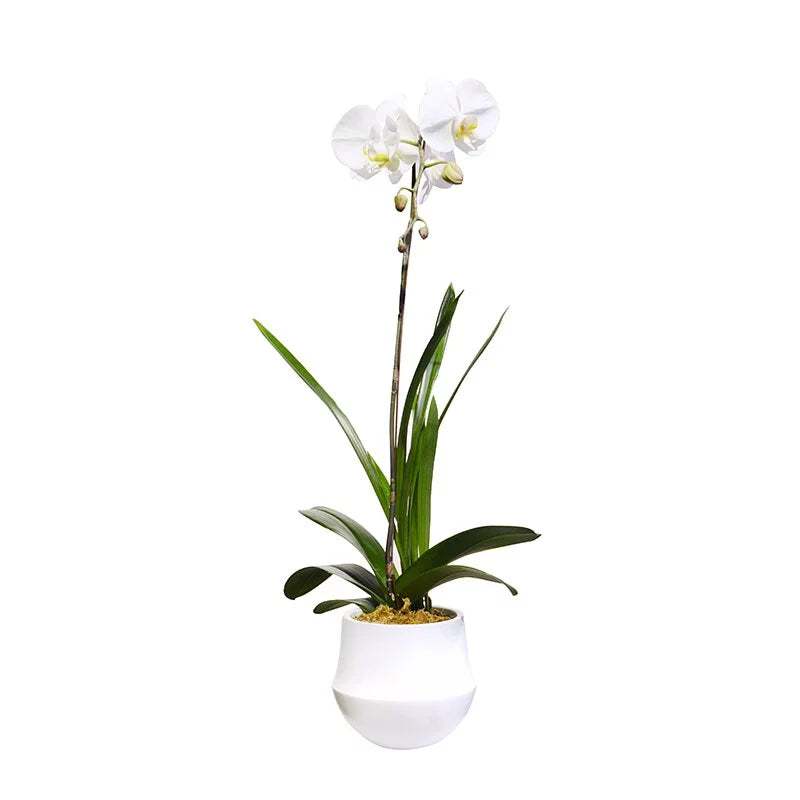 White Orchid (1 Stem) - Elegant Fresh Cut Flower for Home Decor, Weddings & Special Events