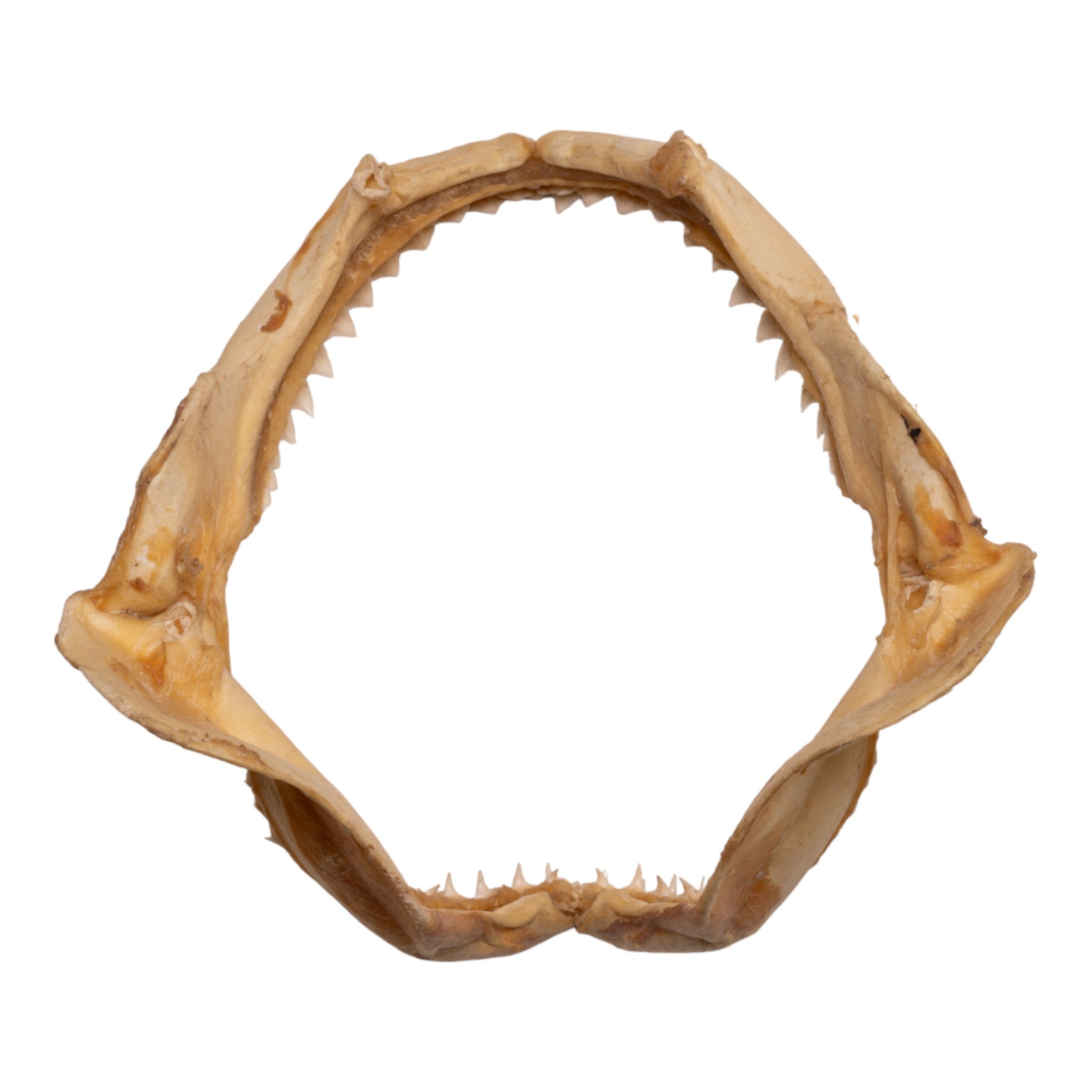 Authentic Sandbar Shark Jaw - 8.5 Inches - Genuine Marine Specimen for Collectors & Science Education - Perfect for Home Decor, Classroom Display & Ocean-Themed Gifts