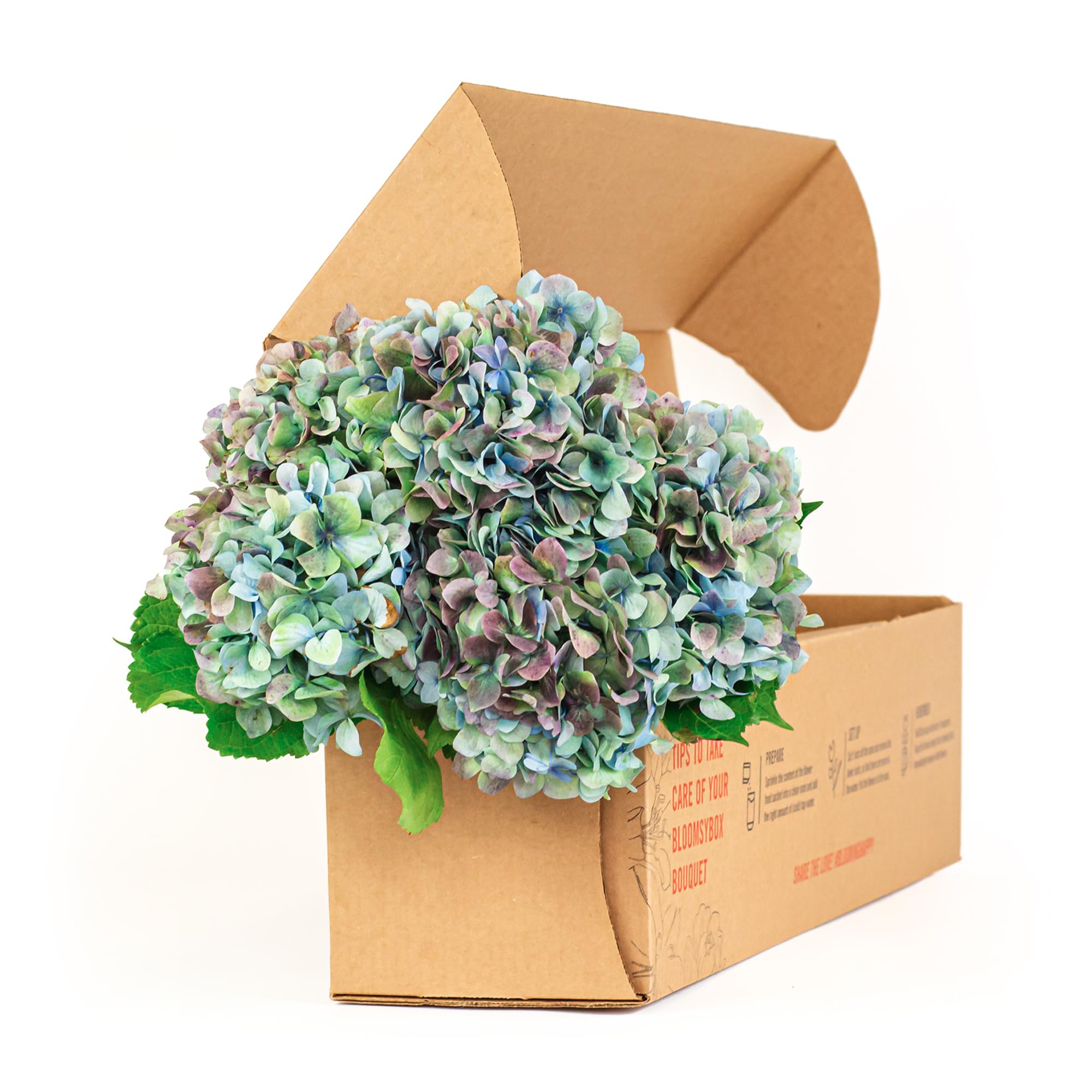 BloomsyBox Fresh Emerald Enchantment Hydrangea Bouquet with Care Card & Flower Food | Premium Flower Delivery for Birthdays, Anniversaries & Weddings | Perfect for Home Decor, Gift Giving & Special Occasions
