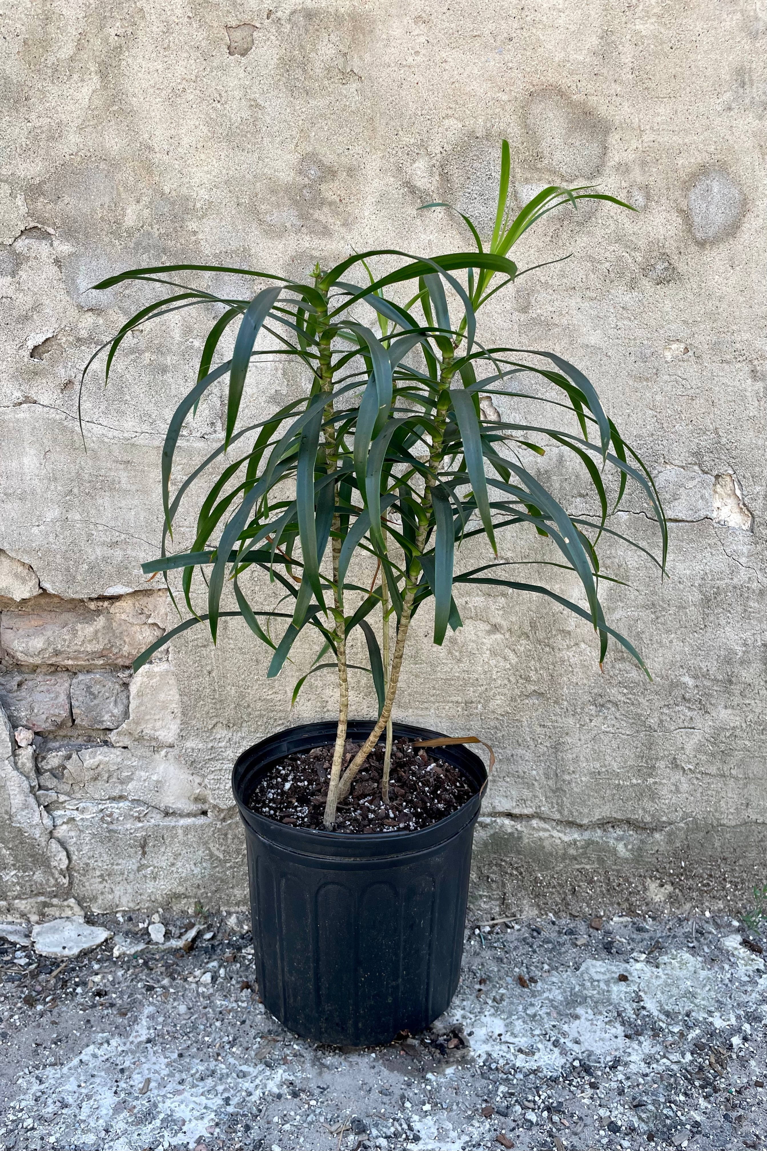 Dracaena 'Anita' Clump Form 10