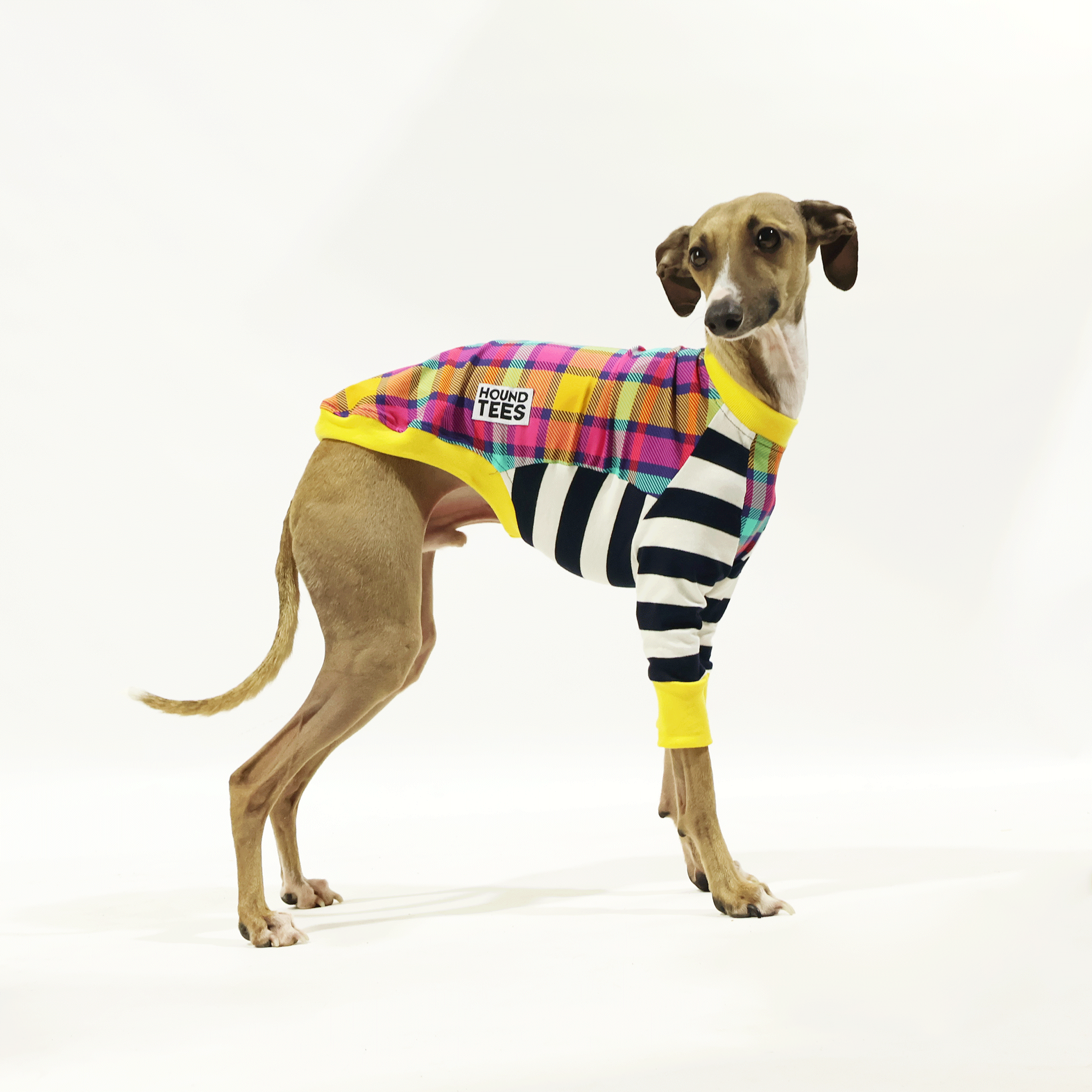 Clueless Iggy Long Sleeve Hound T-Shirt | Funny Dog Lover Graphic Tee | Casual Wear for Pet Owners & Animal Lovers