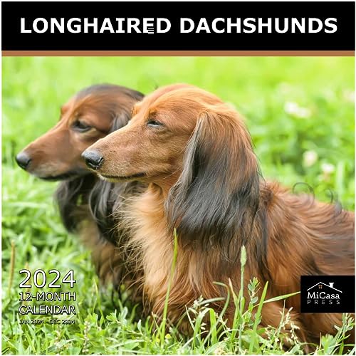 08 - Longhaired Dachshunds