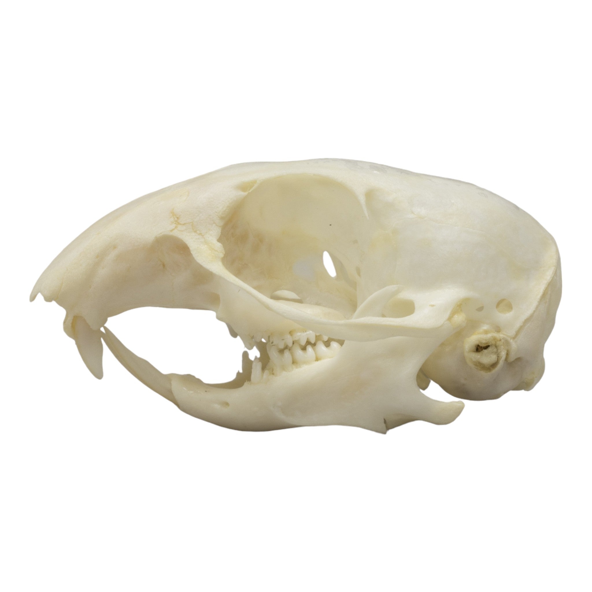 Authentic Thirteen-Lined Ground Squirrel Skull Specimen - Perfect for Biology Study, Taxidermy Collection & Gothic Decor