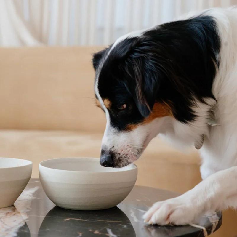 Peachy Dogs Ceramic Dog Bowl - Premium Cream Pet Food Dish for Small & Medium Dogs - Perfect for Home, Kitchen, or Outdoor Use
