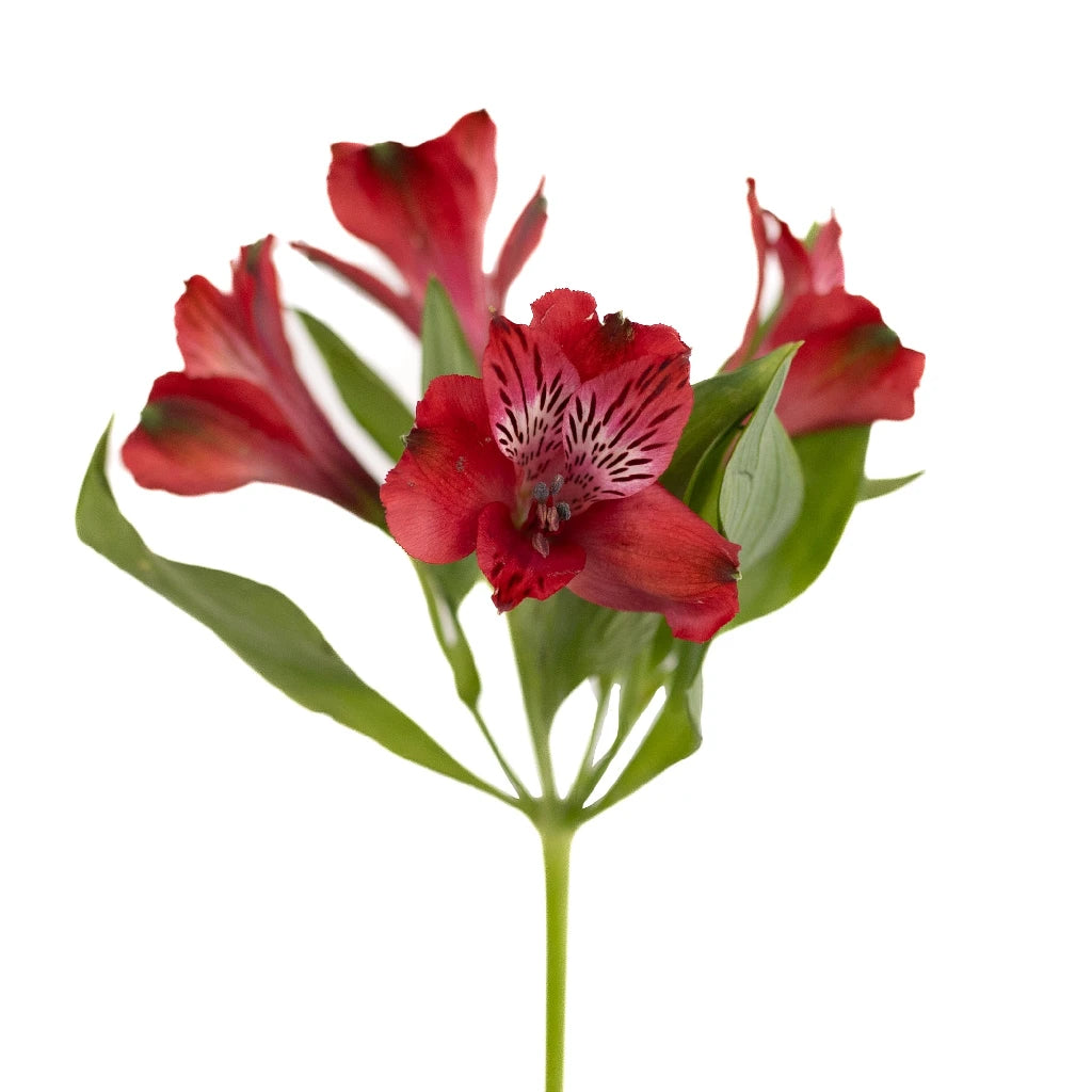 Brick Red Peruvian Lilies - Fresh Cut Alstroemeria Flowers for Bouquets, Wedding Decor & Home Arrangements