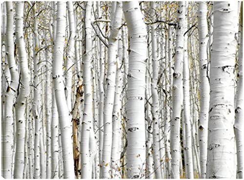 Birch Wood