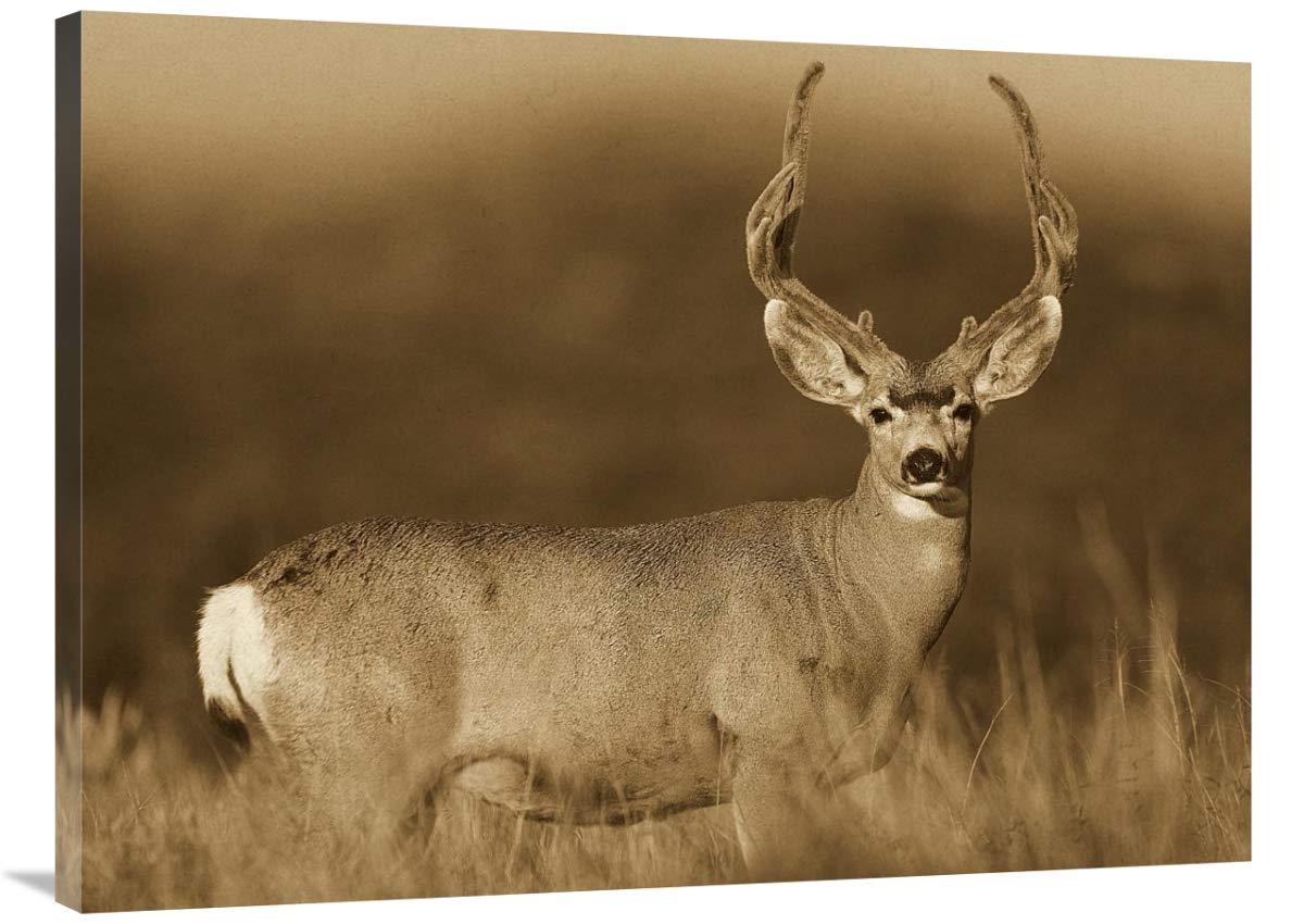 Sepia-Toned Canvas Art Print - Mule Deer Male in Dry Grass, North America Wildlife - 40